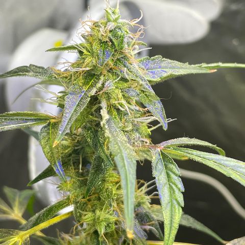 FBA002 growlog timeline photo