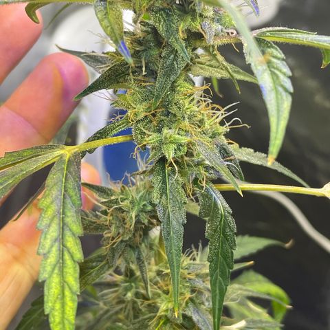 FBA002 growlog timeline photo