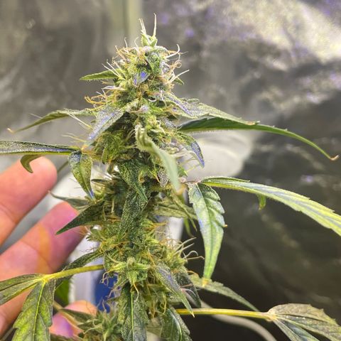 FBA002 growlog timeline photo