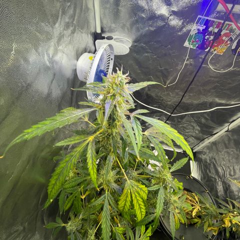FBA002 growlog timeline photo