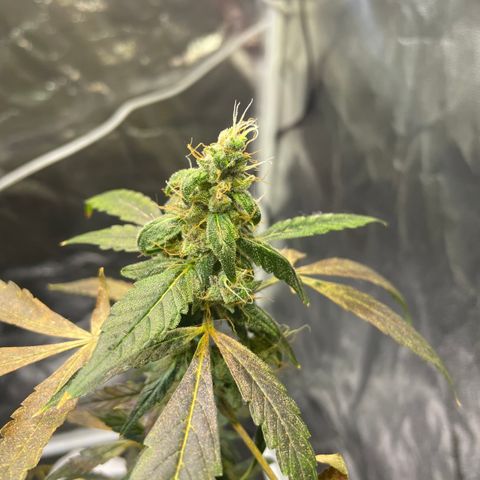 CPA001 growlog timeline photo