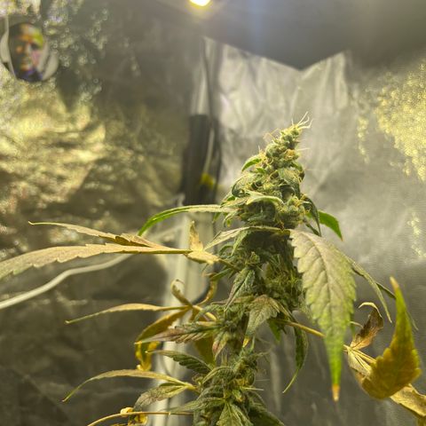 CPA001 growlog timeline photo