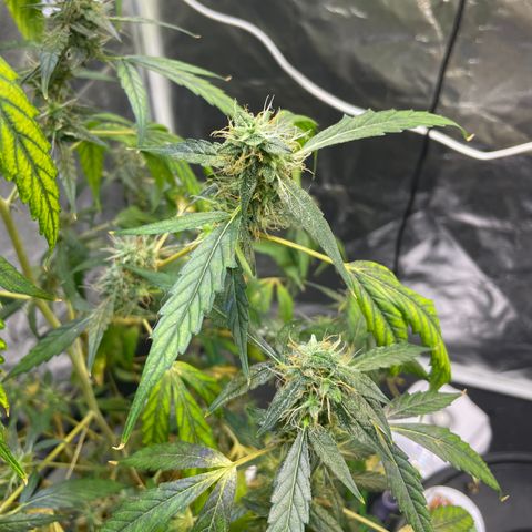 FBA002 growlog timeline photo