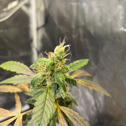 CPA001 growlog timeline photo