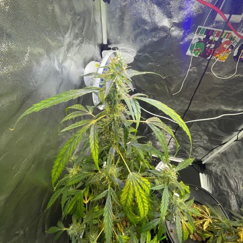 FBA002 growlog timeline photo