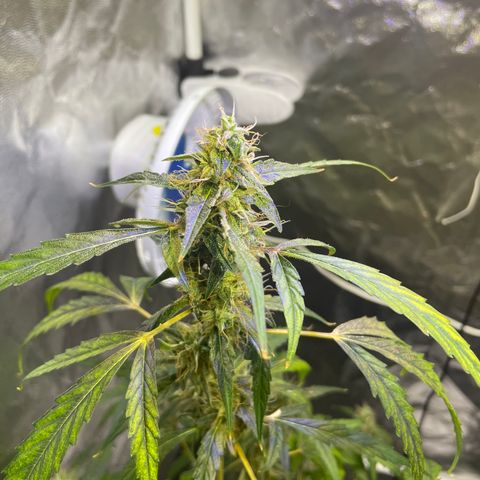 FBA002 growlog timeline photo