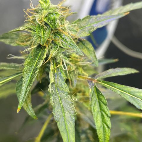 FBA002 growlog timeline photo