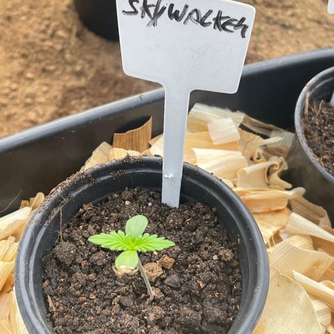 Skywalker Haze growlog timeline photo