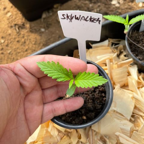 Skywalker Haze growlog timeline photo