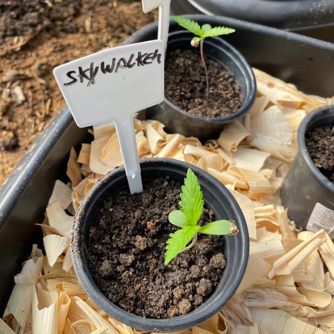 Skywalker Haze growlog timeline photo