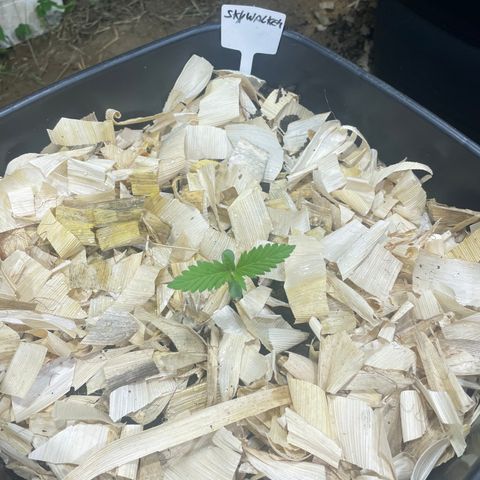 Skywalker Haze growlog timeline photo