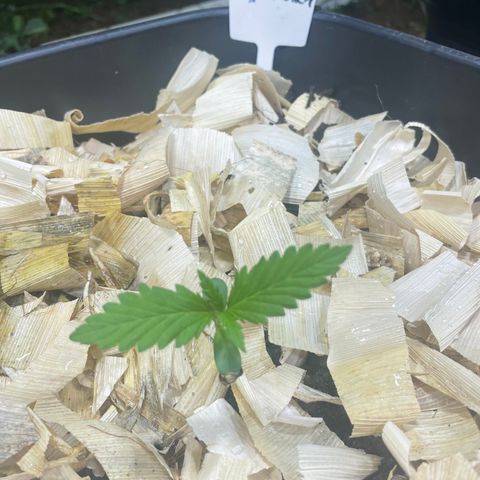Skywalker Haze growlog timeline photo