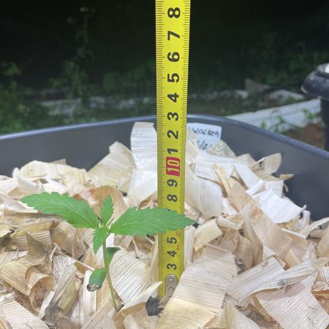 Skywalker Haze growlog timeline photo