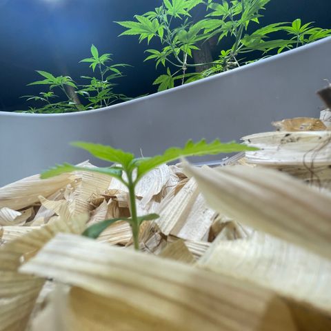 Skywalker Haze growlog timeline photo