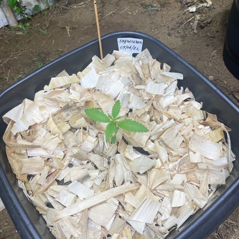 Skywalker Haze growlog timeline photo