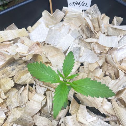 Skywalker Haze growlog timeline photo
