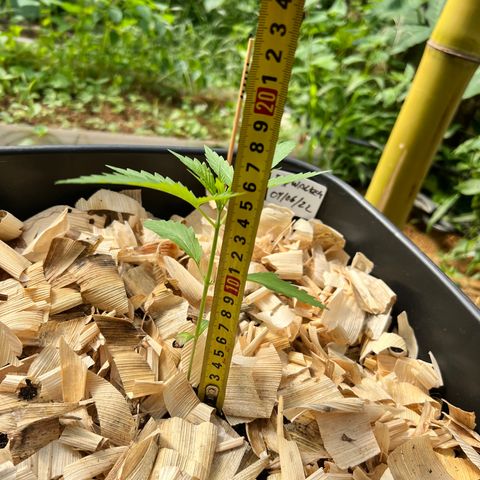 Skywalker Haze growlog timeline photo