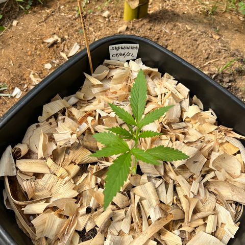 Skywalker Haze growlog timeline photo