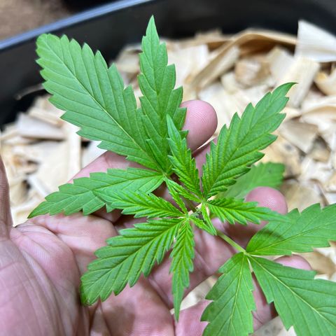 Skywalker Haze growlog timeline photo