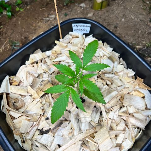 Skywalker Haze growlog timeline photo