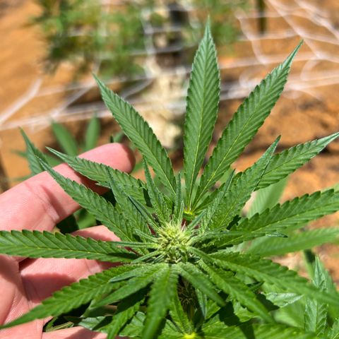 Mangaray #001 growlog timeline photo