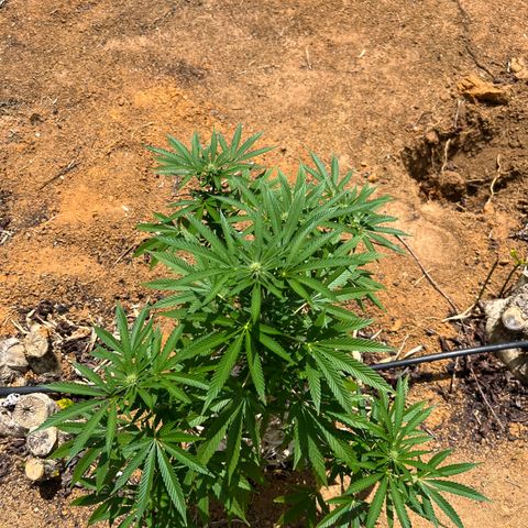 Mangaray #001 growlog timeline photo
