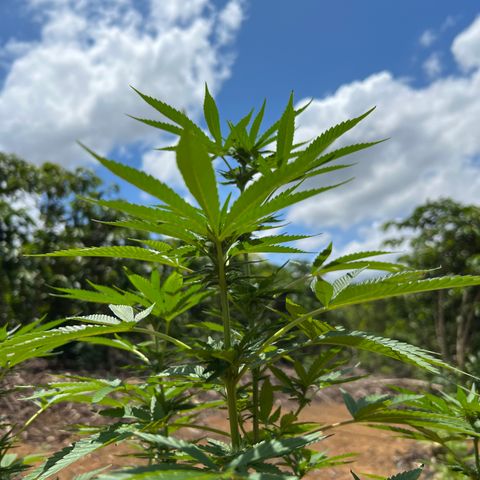 Mangaray #001 growlog timeline photo