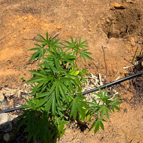 Mangaray #001 growlog timeline photo