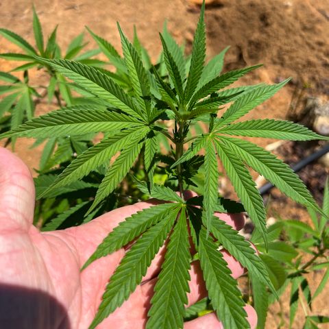 Mangaray #001 growlog timeline photo
