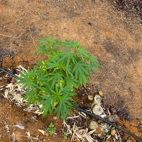 Mangaray #001 growlog timeline photo