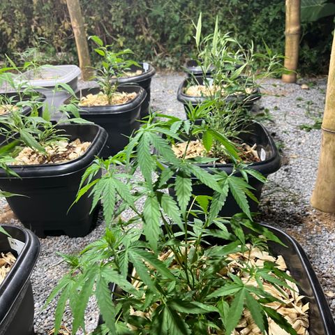 Mangaray #001 growlog timeline photo