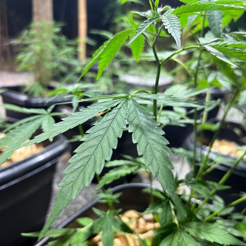 Mangaray #001 growlog timeline photo