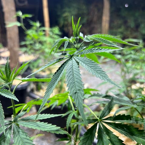 Mangaray #001 growlog timeline photo