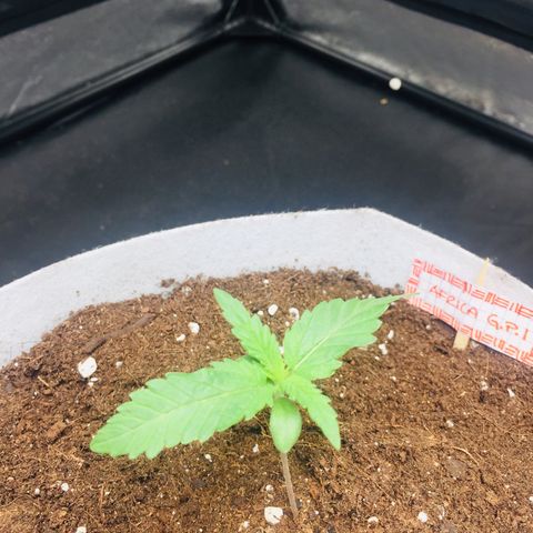 África GP I growlog timeline photo