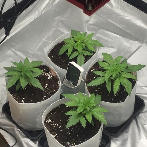 África GP I growlog timeline photo