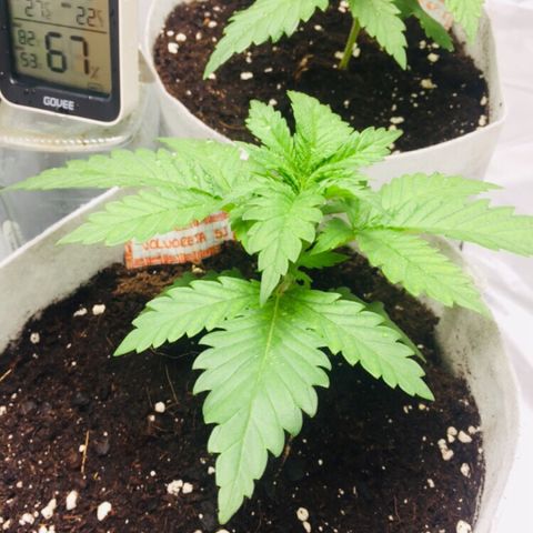 África GP I growlog timeline photo