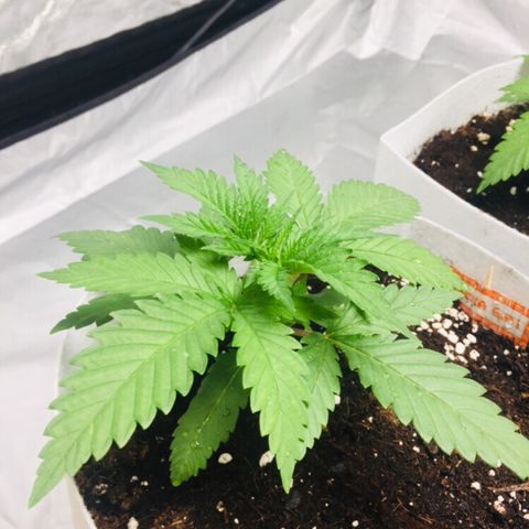 África GP I growlog timeline photo