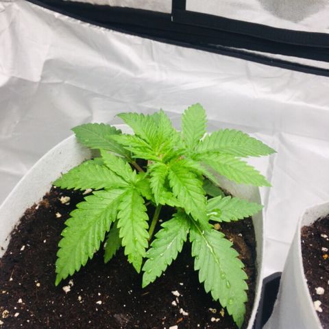África GP I growlog timeline photo