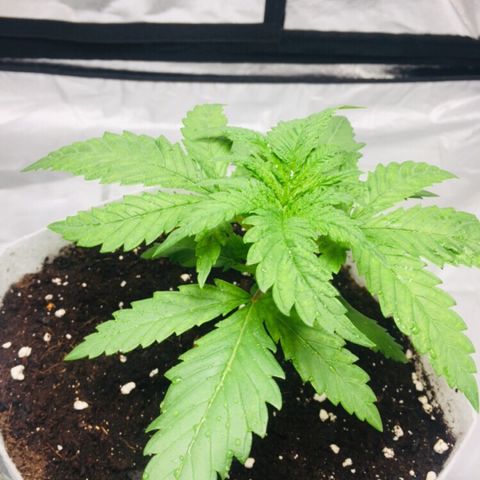 África GP I growlog timeline photo