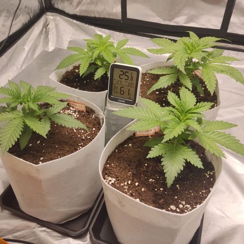 África GP I growlog timeline photo