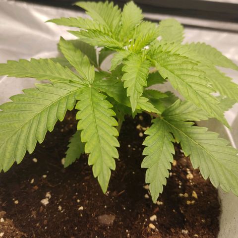 África GP I growlog timeline photo