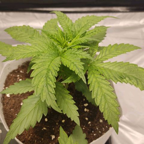 África GP I growlog timeline photo