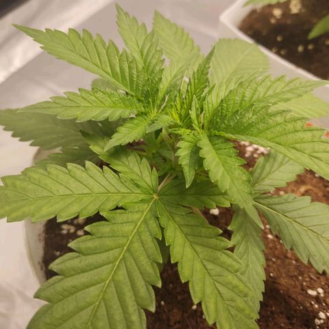 África GP I growlog timeline photo