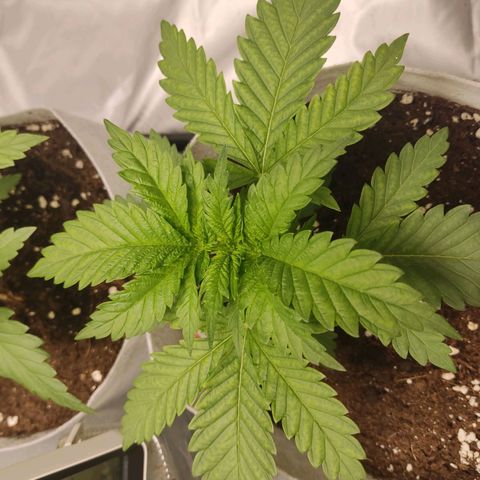 África GP I growlog timeline photo