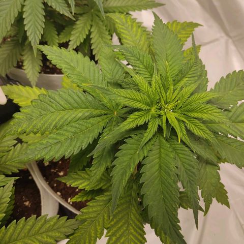 África GP I growlog timeline photo