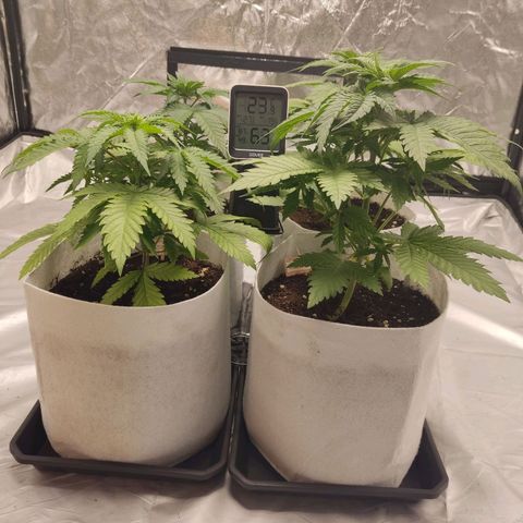 África GP I growlog timeline photo