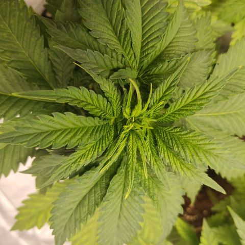 África GP I growlog timeline photo