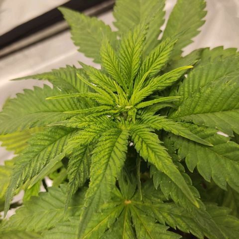 África GP I growlog timeline photo