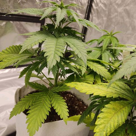 África GP I growlog timeline photo