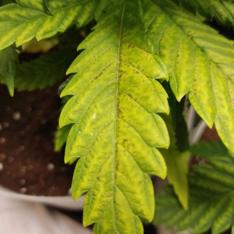 África GP I growlog timeline photo